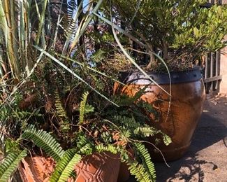 Fantastic selection of planters and pots