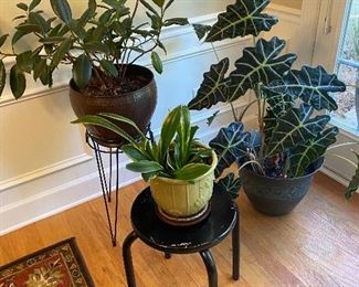 Indoor plants 