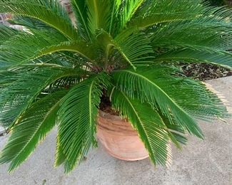 Lovely potted plants