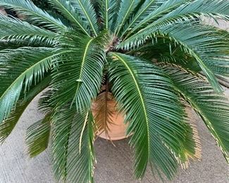 Lovely potted plants