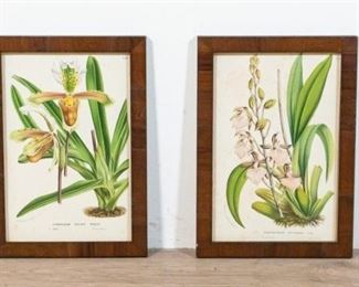 212	2 Horto Van Houtteano Botanical Lithographs	Horto van Houtteano (Belgian, 19th century). 2 botanical lithographs. Odontoglossum Bictoniense and Cypripedium Insigne Maulei. Foxing and discoloration consistent with age to both. Each 9 1/4" x 6 1/4" (with frames 11" x 7 3/4")
