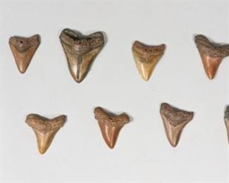 217	Grouping of 11 Megalodon Teeth	Grouping of 11 megalodon shark tooth fossils. Largest 4"L x 3 1/4"W. Some wear and chips.
