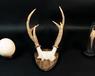 216	3 Piece Natural History Grouping	3 piece natural history grouping. Ostrich egg on carved wooden stand, dried fish skeleton taxidermy under glass dome, faux deer skull with antlers. Fish skeleton 9"L (with dome and base 11 1/4"H). Fish chipped near mouth.
