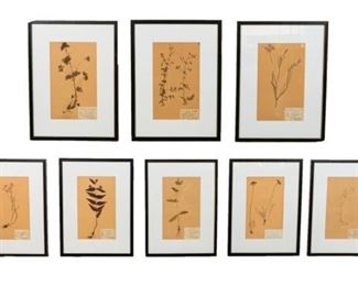 215	Set of 8 Dried Flower Botanicals	8 framed dried flower botanical specimen pages. Each with handwritten information card. Plates 15" x 9" (with frames 23 1/2" x 17 1/2").
