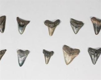 218	Grouping of 14 Megalodon Teeth	Grouping of 14 megalodon shark tooth fossils. Largest 3 3/4"H x 3"W. Some wear and chips.
