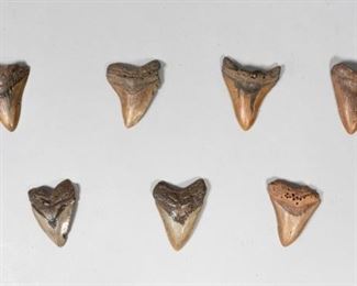 222	Grouping of 7 Megalodon Teeth	Grouping of 7 megalodon shark tooth fossils. Largest 4"L x 3 3/4"W. Some wear and chips.
