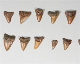 219	Grouping of 14 Megalodon Teeth	Grouping of 14 megalodon shark tooth fossils, and 1 partial megalodon tooth. Largest 4"L x 3"W. Some wear and chips.
