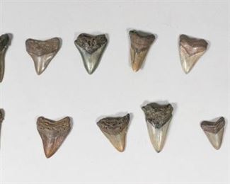 220	Grouping of 12 Megalodon Teeth	Grouping of 12 megalodon shark tooth fossils. Largest 3 3/4"L x 3"W. Some wear and chips.
