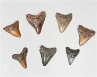 224	Grouping of 7 Megalodon Teeth	Grouping of 7 megalodon shark tooth fossils. Largest 4 1/4"L x 3 1/2"W. Some wear and chips.
