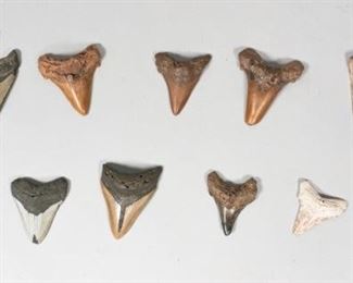 223	Grouping of 9 Megalodon Teeth	Grouping of 9 megalodon shark tooth fossils. Largest 4"L x 3 3/4"W. Some wear and chips.
