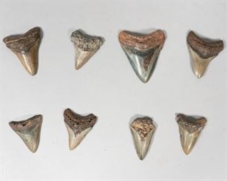 221	Grouping of 8 Megalodon Teeth	Grouping of 8 megalodon shark tooth fossils. Largest 4"L x 3 1/2"W. Some wear and chips.
