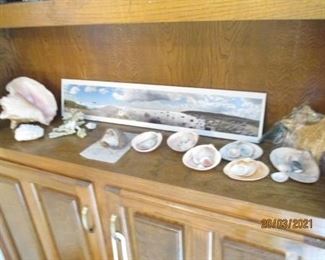 Sea Shells 
