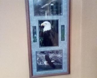 Eagle Pic