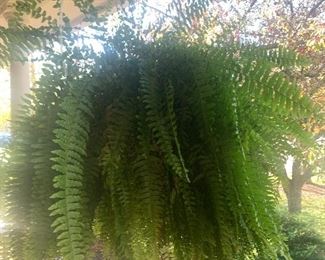 Fern