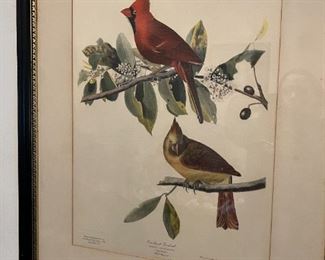 Audubon Print