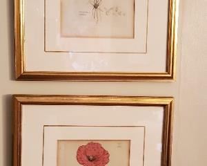 Several nicely framed botanicals