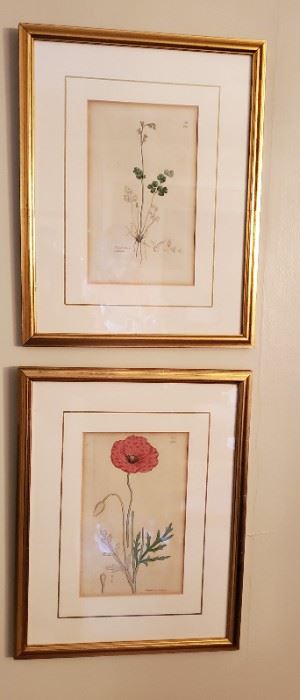 Several nicely framed botanicals