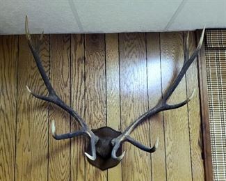 10 point antlers mount with skull cap & fur