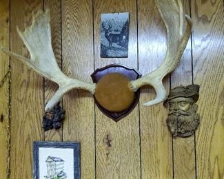 Moose Antlers mounted
