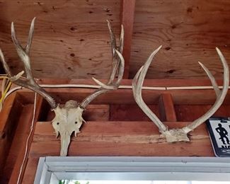 Natural 8 point w/ skull