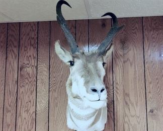 Pronghorn antelope mount taxidermy
