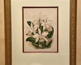 Item 117:  White Orchid print, (cattleya brymeriana) framed - 20.5" x 24.5": $65