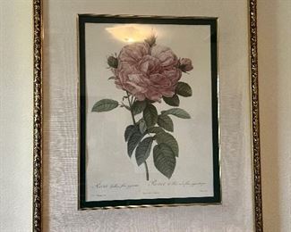 Beautifully matted and framed Botanical