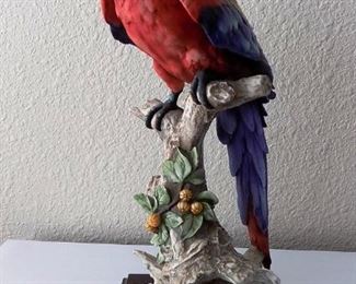 Guisseppe Armani Parrot