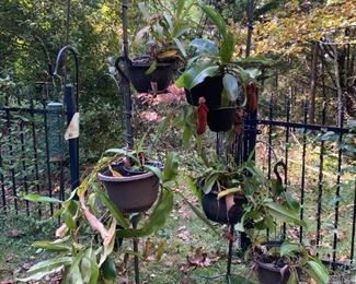 Tropical Pitcher Plants