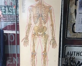 Vintage Medical Anatomy Chart
