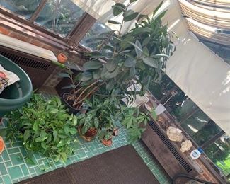 greenhouse - plants