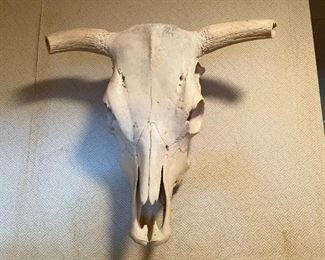 Steer Skull / Taxidermy