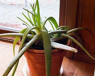 Aloe Vera House Plant
