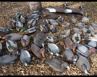 Over Three Dozen Duck Decoys.