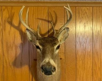 8 Point Buck Mount
