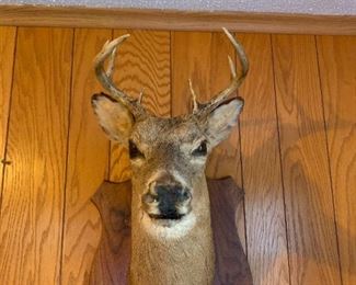Deer Mount