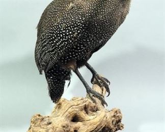 Taxidermy Helmeted Guineafowl
