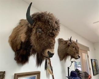 Buffalo shoulder mounts, bull and cow