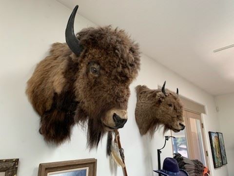 Buffalo shoulder mounts, bull and cow
