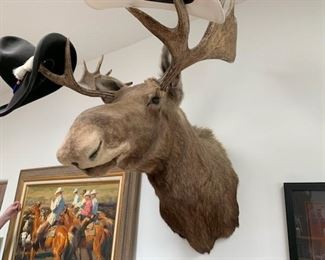 Moose shoulder mount