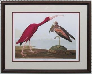 9006 - Scarlet Ibis by John J. Audubon 29 x 23.5
