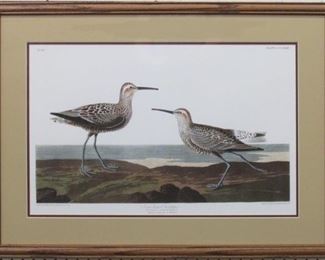 9008 - Long Legged Sandpiper by John J. Audubon 32 x 23.5
