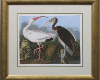 9007 - White Ibis by John J. Audubon 29 x 25.5
