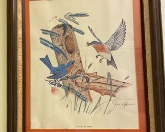 Bluebird print by Spears