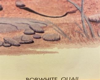Bob white Quail