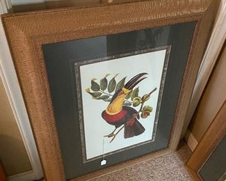 Framed Bird Prints