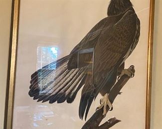 Havell, Large Folio John James Audubon "White Headed Eagle" 19thC edition