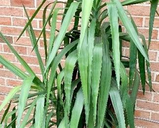 Planted Palm 70"H $24