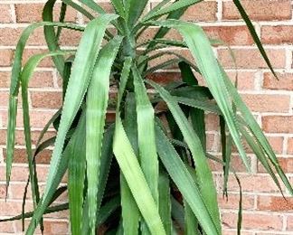 Planted Palm $24ea  (2 available)