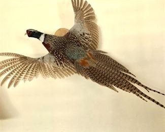 Mint condition pheasant in flight